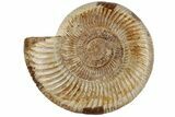 Jurassic Ammonite (Perisphinctes) - Madagascar #199229-1